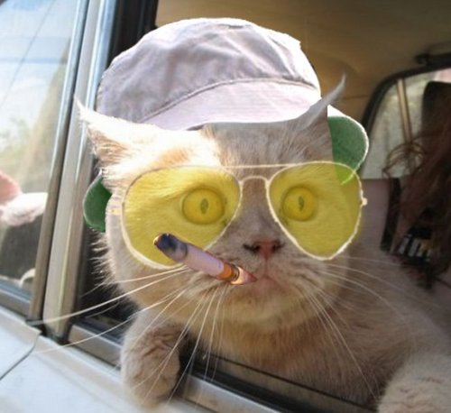 میم خام گربه سیگاری