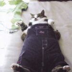 میم خام گربه چاق