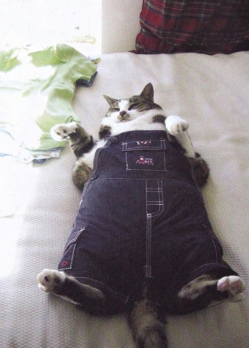 میم خام گربه چاق