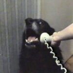 میم خام صحبت کردن سگ با تلفن